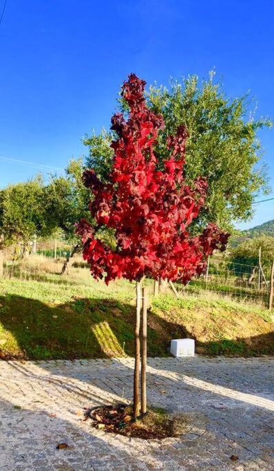 Casa Do Forno Evora Retreat Βίλα Redondo Εξωτερικό φωτογραφία